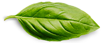Feuille verte